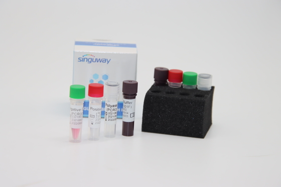 trousse fluorescent quantitatif d'ACP d'essai du trousse ISO9001 d'essai d'écouvillon d'ACP de Boca Virus HBoV droite