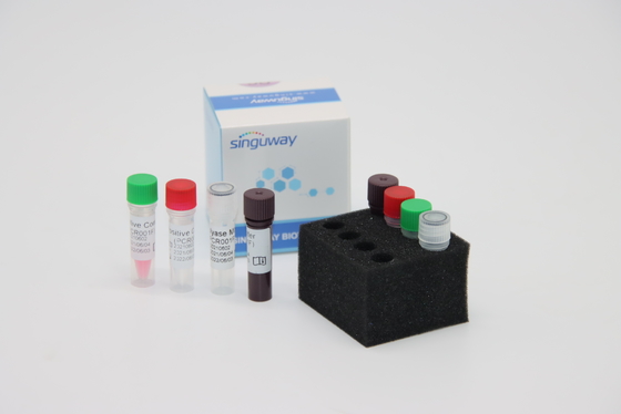 trousse en temps réel fluorescent d'ACP d'ACP trousse Fast HCV du virus droite de Treponema pallidum TP