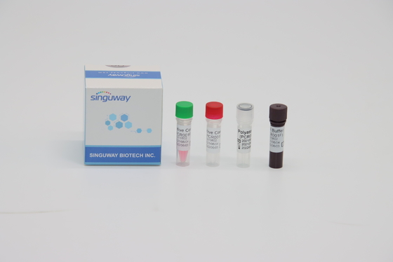trousse d'essai acide de trousse Fluorescence Probing Rapid Nucleic d'essai d'ACP du virus droite de STB
