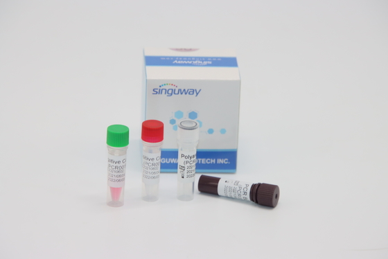 Virus moléculaire quantitatif de trousse Real Time For HPV Tox d'essai d'ACP du diagnostic droite