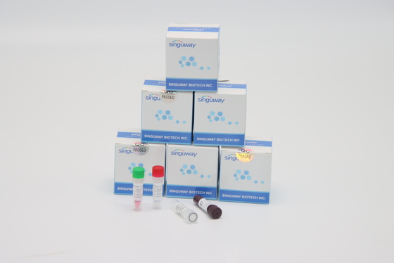 Essai rapide trousse High Accuracy d'ACP du virus droite de pylores d'ISO9001 Helicobacter