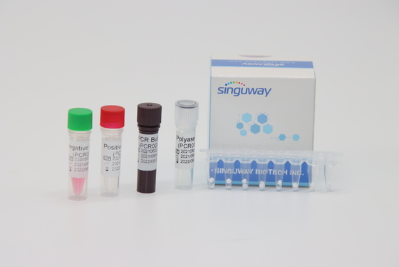 50 trousses diagnostiques en temps réel d'ACP de Copies/Ml pour la fusion Gene Typing de la leucémie BCR-ABL