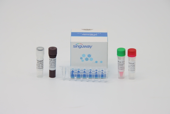trousse précis 48 d'essai d'ACP du virus de dengue droite 96 essais par volume de réaction du trousse 20uL