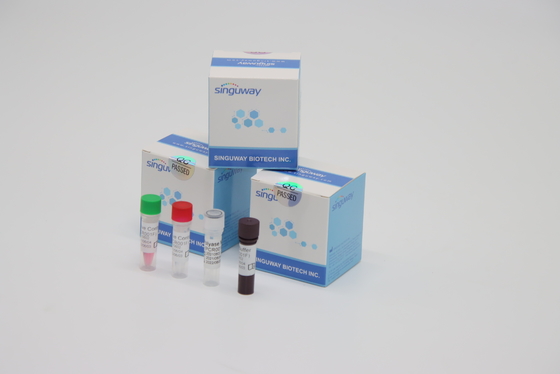 Détection du virus VZV de Zoster de trousse High Stability For Varicella d'essai d'ACP du réactif de laboratoire droite